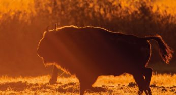 Bison bonasus, czyli tajemniczy świat żubrów w Twoim iPhonie/iPadzie (recenzja)