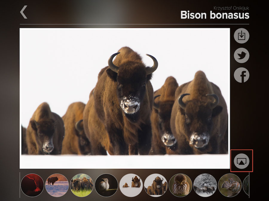 bison-bonasus-airplay-ikona
